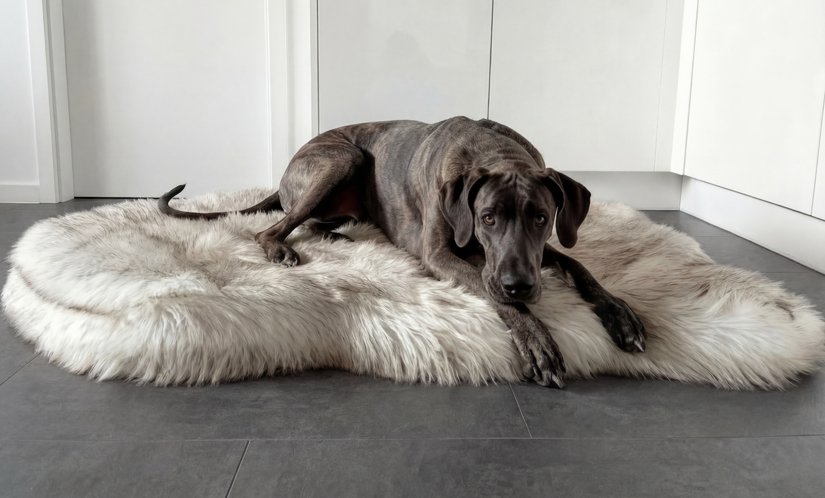 What Is the Best Dog Bed? (Complete Guide 2026)