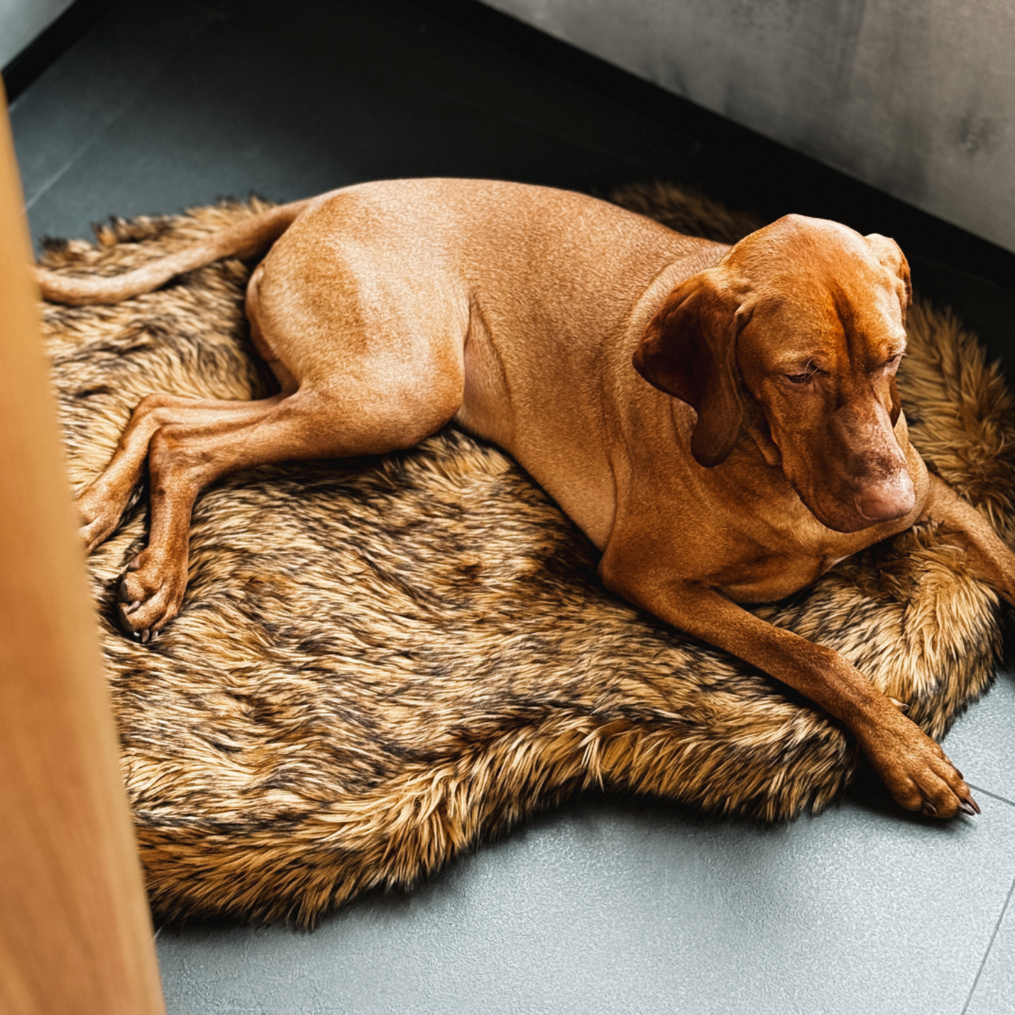 Brown dog lying on a fur rug indoors
