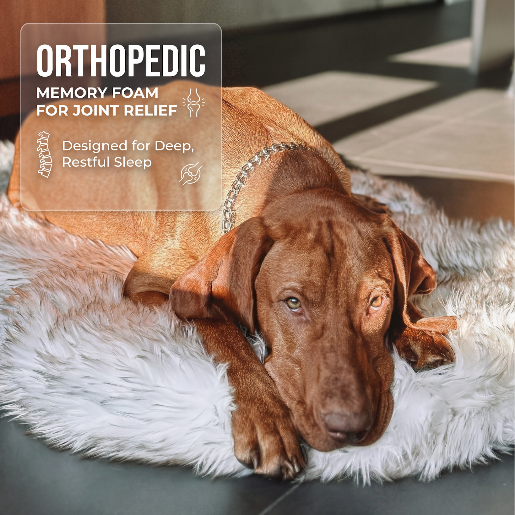 Dog lying on a fluffy white rug with an orthopedic memory foam product label.