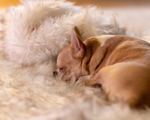 Waterproof Dog Blanket, Plush Throw for Sleeping, Whelping, and Comfort