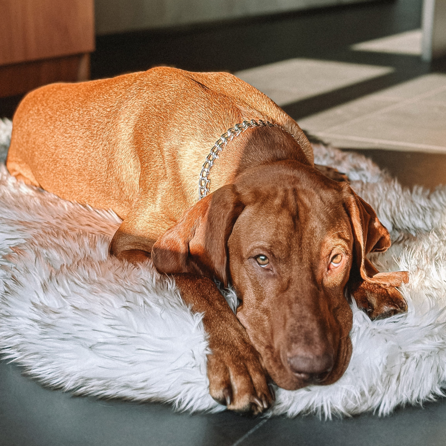 LUXURY FAUX FUR DOG BED