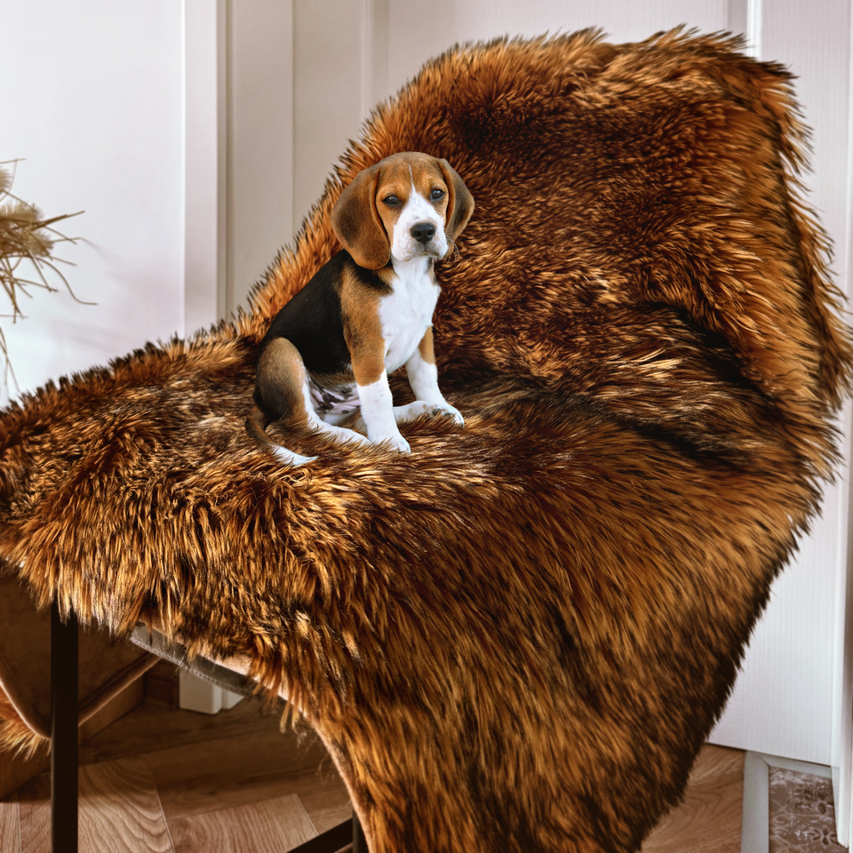 Dog blanket for furniture sale