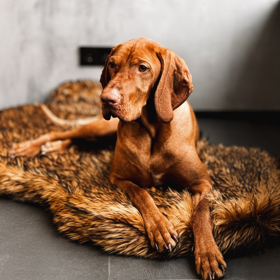 Glamorous dog beds online