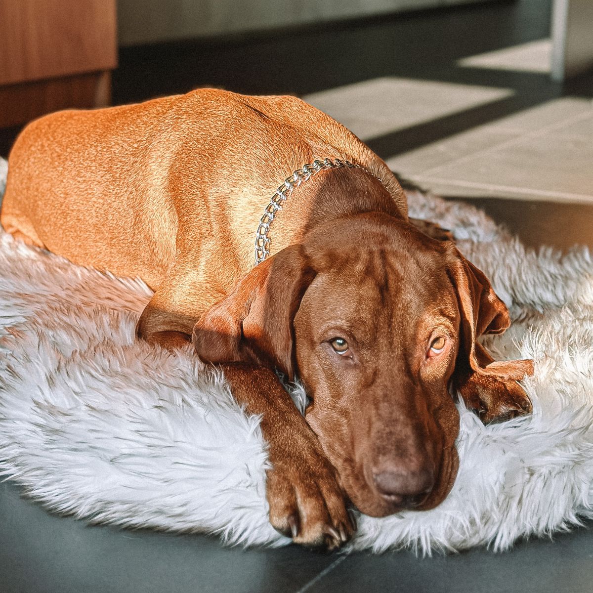 LUXURY FAUX FUR DOG BED