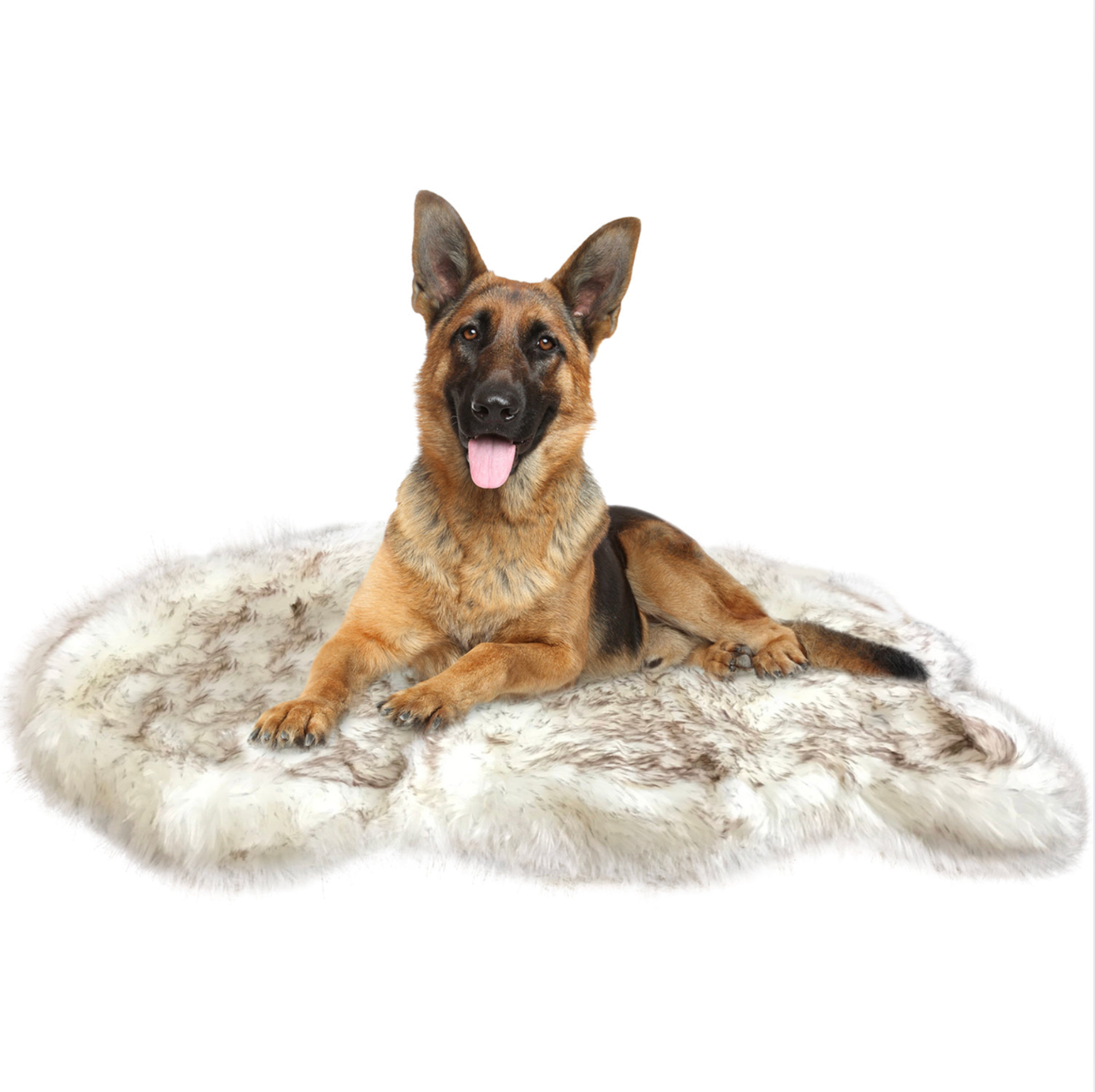 German Shepherd lying on a fluffy white rug with a white background