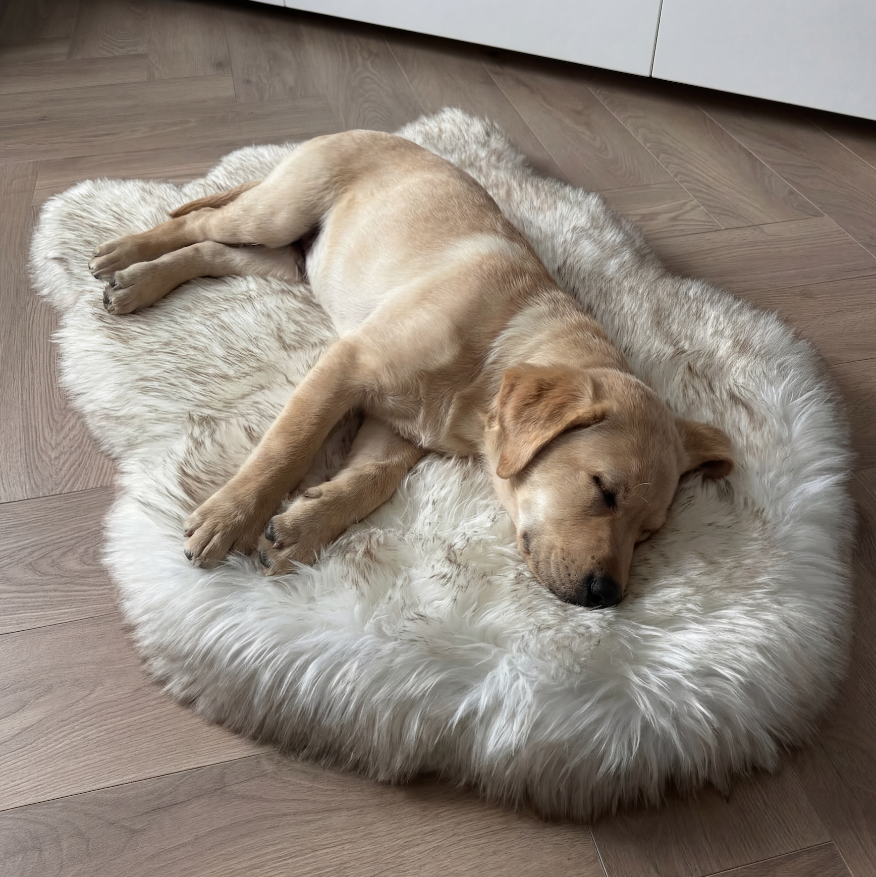 Dog lying on a fluffy white pet bed in a room with wooden flooring.