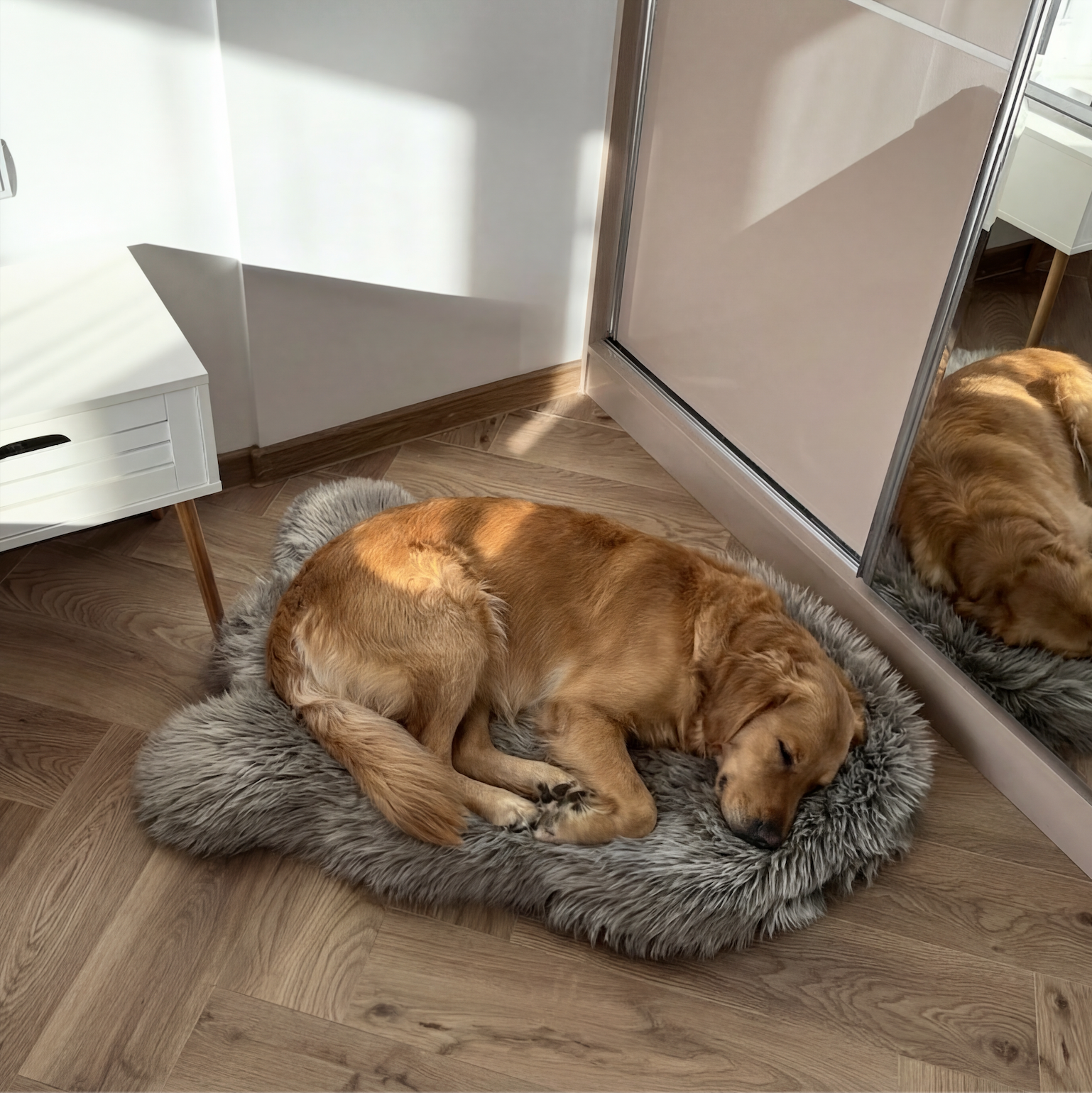 Dog lying on a fluffy gray pet bed in a room with wooden flooring and a mirror.