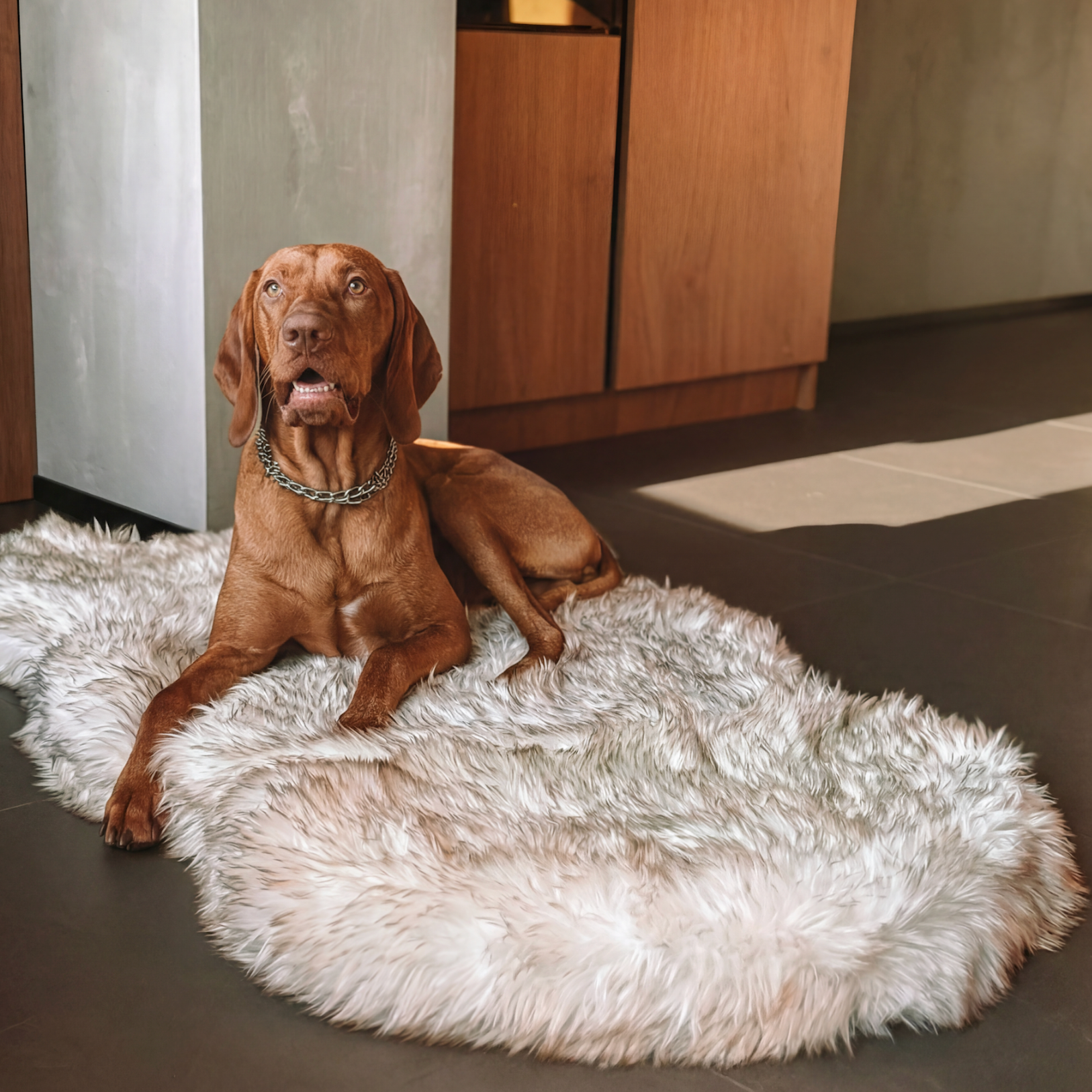Brown dog sitting on a fluffy white rug in a room with wooden cabinets.